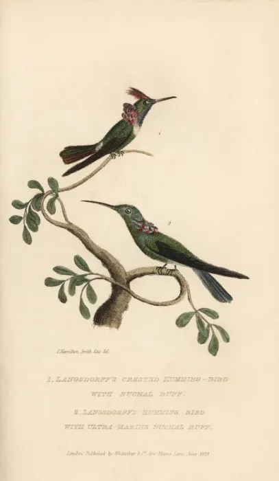 Framed Print : Langsdorffs hummingbirds Framed Print : Langsdorffs hummingbirds