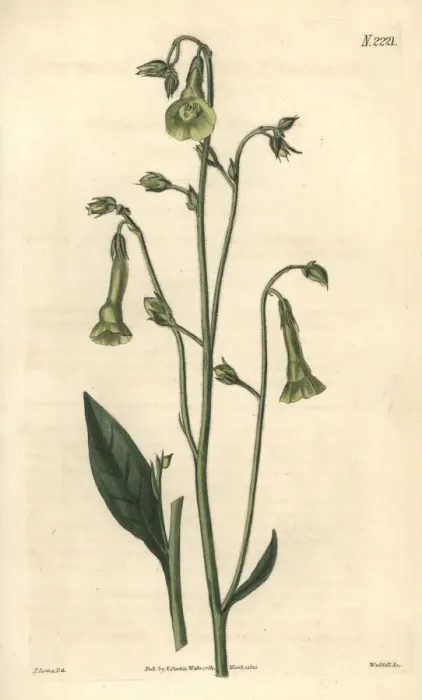 Framed Print : Langsdorffs tobacco, Nicotiana langsdorffii Framed Print : Langsdorffs tobacco, Nicotiana langsdorffii