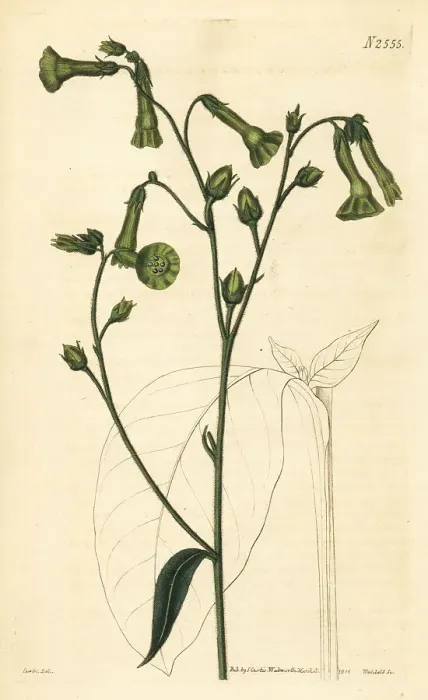 Framed Print : Langsdorff's tobacco, Nicotiana langsdorffii Framed Print : Langsdorff's tobacco, Nicotiana langsdorffii