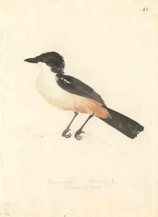 Framed Print : Laniarius ferrugineus, southern boubou Framed Print : Laniarius ferrugineus, southern boubou