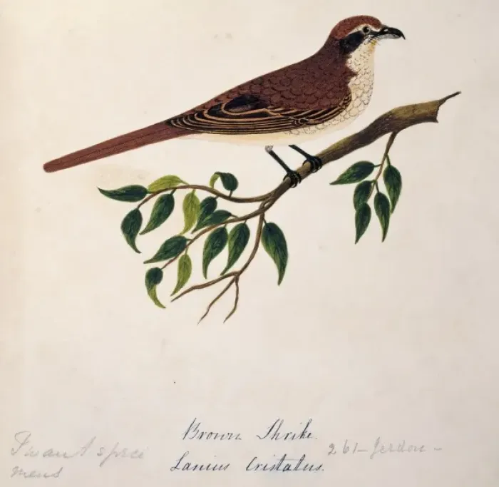 Framed Print : Lanius cristatus, brown shrike Framed Print : Lanius cristatus, brown shrike