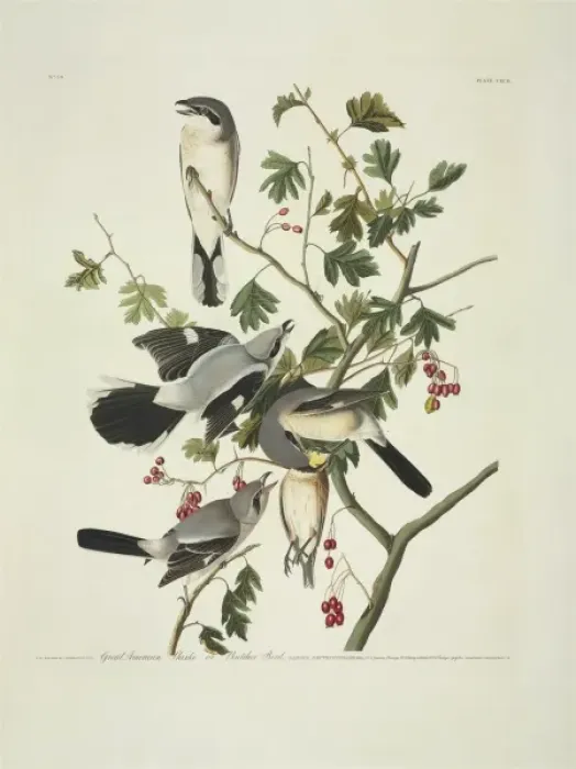 Framed Print : Lanius excubitor, great grey shrike Framed Print : Lanius excubitor, great grey shrike