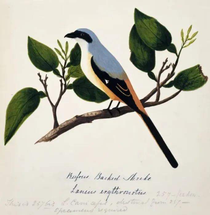Framed Print : Lanius schach erythronotus, long-tailed shrike Framed Print : Lanius schach erythronotus, long-tailed shrike