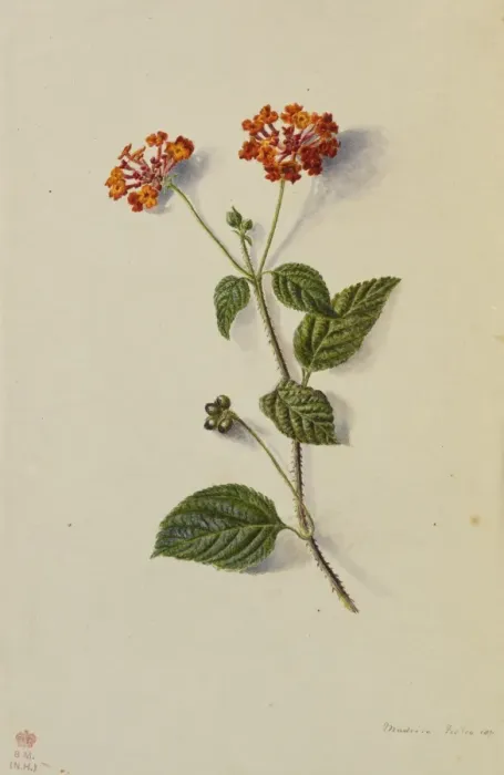 Framed Print : Lantana camara by Adeline Frances Mary Duppa Framed Print : Lantana camara by Adeline Frances Mary Duppa