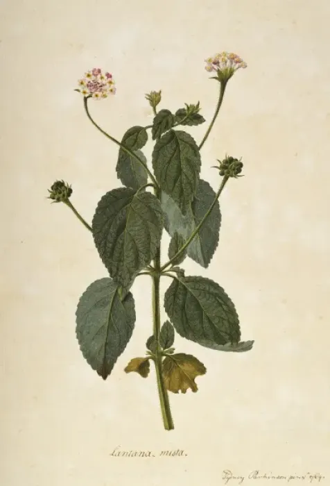 Framed Print : Lantana mista Framed Print : Lantana mista
