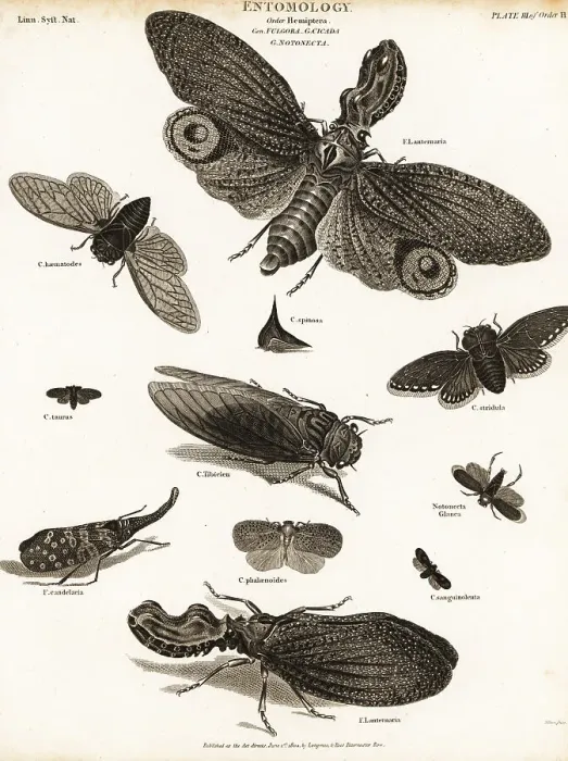 Framed Print : Lantern flies, cicadas, planthoppers, etc Framed Print : Lantern flies, cicadas, planthoppers, etc