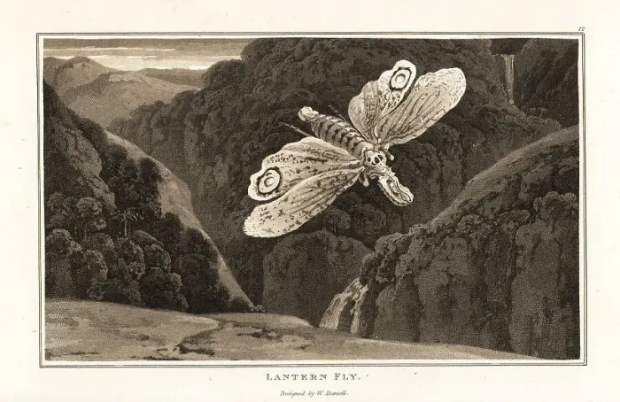 Framed Print : Lantern fly, Fulgora laternaria Framed Print : Lantern fly, Fulgora laternaria