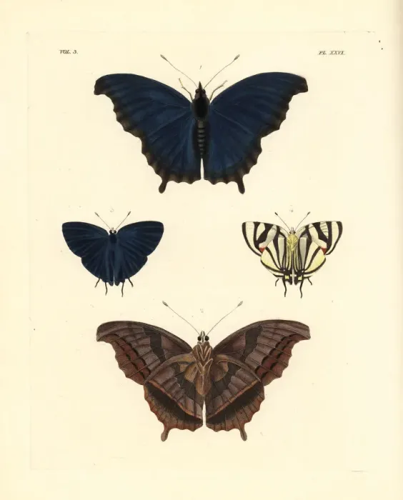 Framed Print : Laodice untailed charaxes and phaleros hairstreak Framed Print : Laodice untailed charaxes and phaleros hairstreak