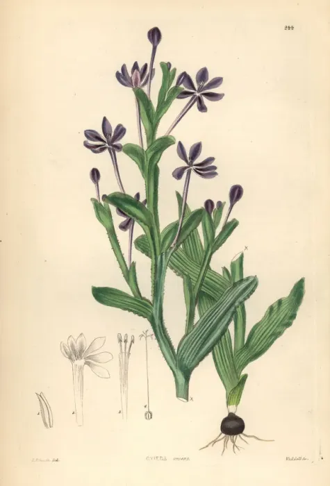 Framed Print : Lapeirousia anceps Framed Print : Lapeirousia anceps