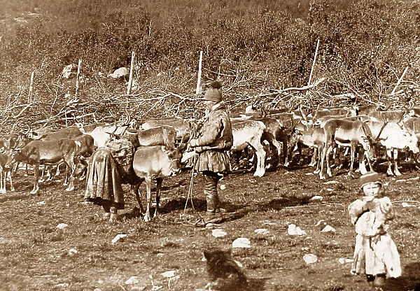 Laplanders with a reindeer herd Norway early 1900s