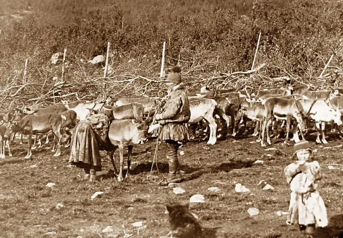 Framed Print : Laplanders with a reindeer herd Norway early 1900s Framed Print : Laplanders with a reindeer herd Norway early 1900s