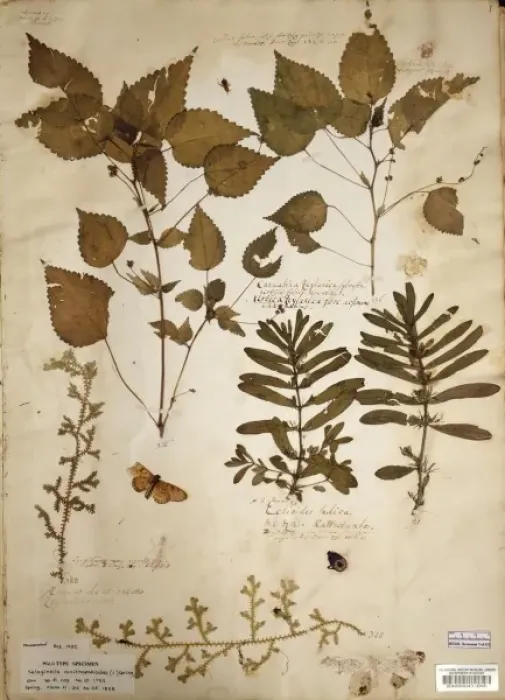 Framed Print : Laportea interrupta (L. ) Chew, woodnettle Framed Print : Laportea interrupta (L. ) Chew, woodnettle