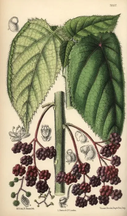 Framed Print : Laportea moroides, stinging nettle native to Framed Print : Laportea moroides, stinging nettle native to