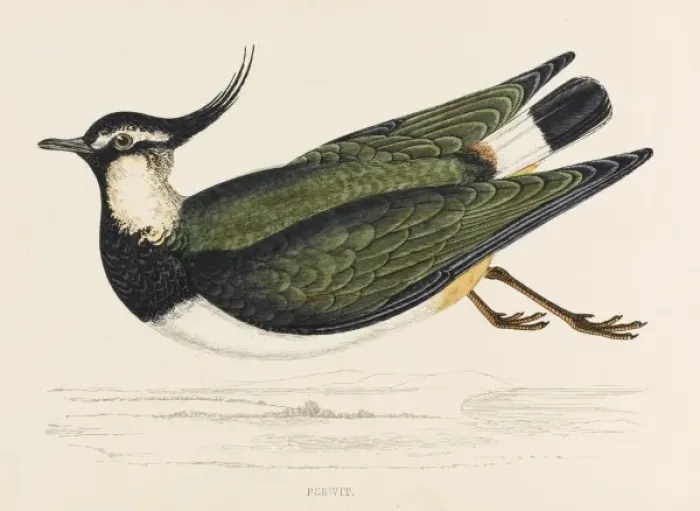 Framed Print : Lapwing (Peewit) Morris Framed Print : Lapwing (Peewit) Morris