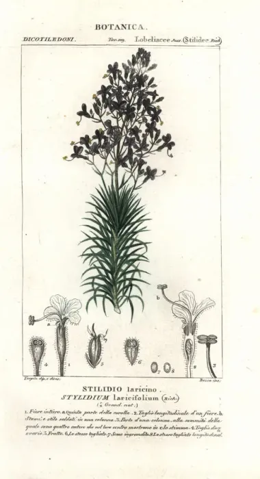 Framed Print : Larch-leaf or tree triggerplant, Stylidium laricifolium Framed Print : Larch-leaf or tree triggerplant, Stylidium laricifolium