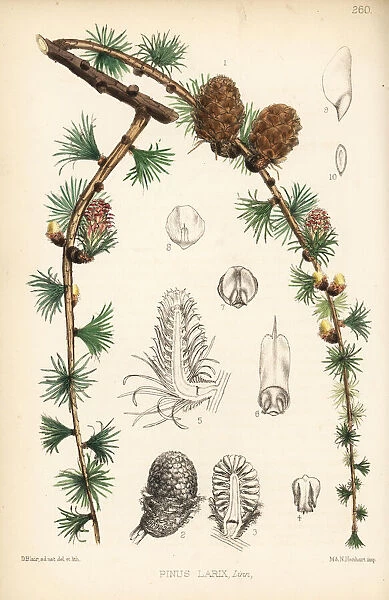 Larch, Pinus larix