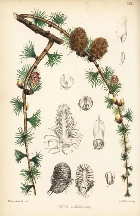Framed Print : Larch, Pinus larix Framed Print : Larch, Pinus larix