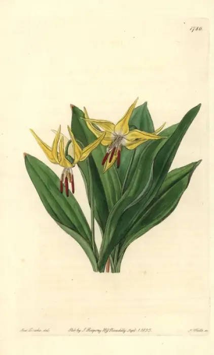 Framed Print : Large American dog s-tooth violet, Erythronium grandiflorum Framed Print : Large American dog s-tooth violet, Erythronium grandiflorum