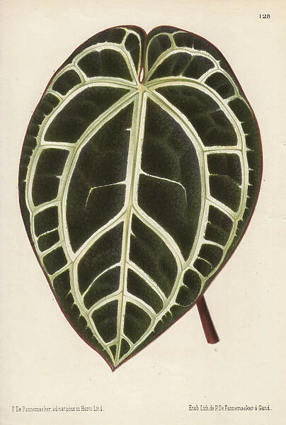 Large anthurium leaf with white veins, Anthurium