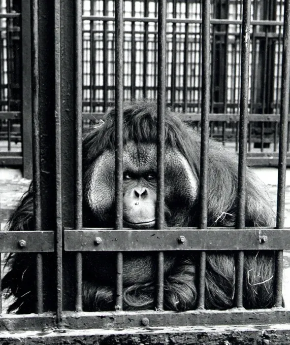 Framed Print : Large ape in a zoo Framed Print : Large ape in a zoo