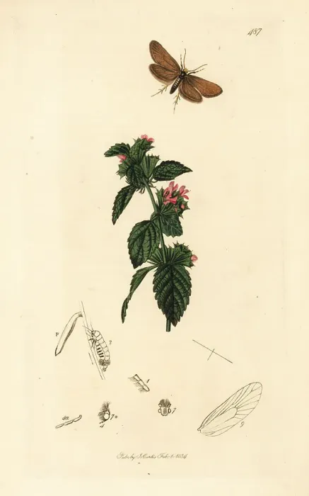 Framed Print : Large birch bright moth and black horehound Framed Print : Large birch bright moth and black horehound
