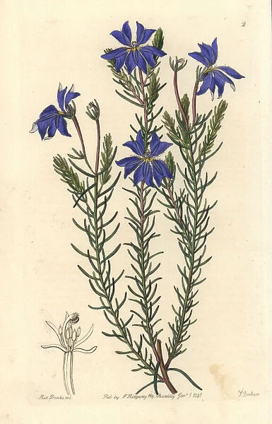 Large blue leschenaultia, Leschenaultia biloba