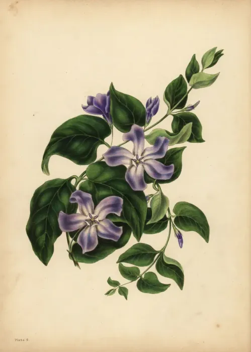 Framed Print : The large blue Periwinkle, The pleasures of memory Framed Print : The large blue Periwinkle, The pleasures of memory