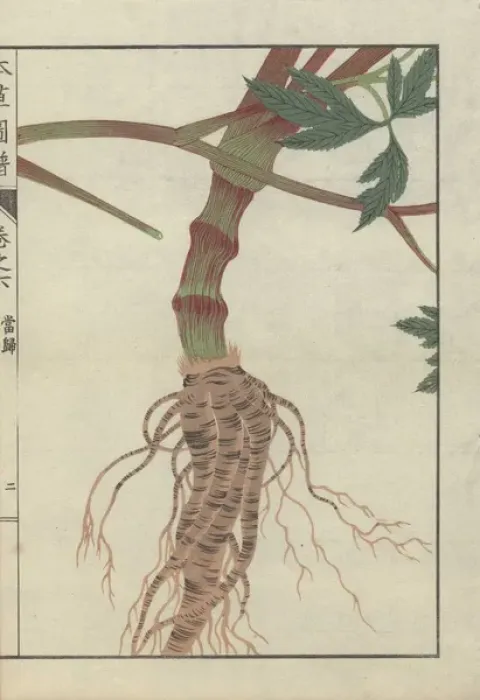 Framed Print : Large brown root and thick striped stem of Framed Print : Large brown root and thick striped stem of
