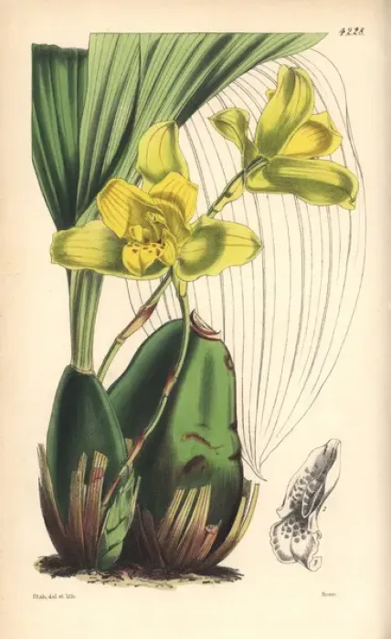 Framed Print : Large-bulbed maxillaria orchid, Maxillaria macrobulbon Framed Print : Large-bulbed maxillaria orchid, Maxillaria macrobulbon