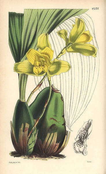 Large-bulbed maxillaria orchid, Maxillaria macrobulbon