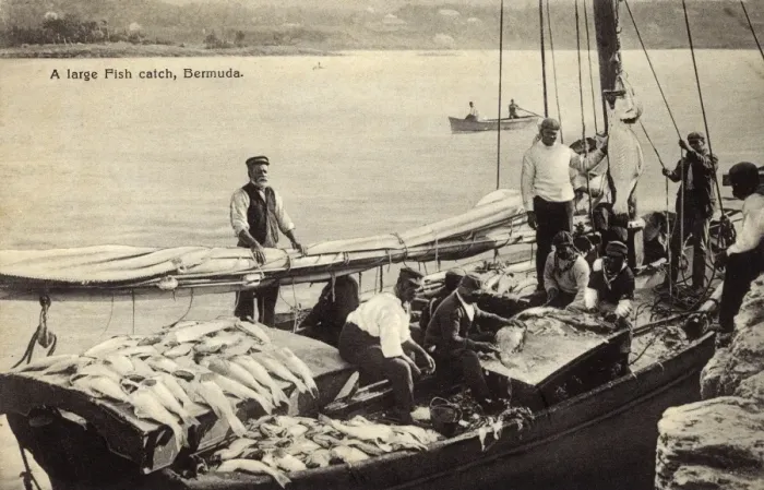 Framed Print : Large catch of fish, Bermuda