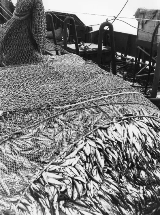 Framed Print : Large catch of mackerel on a trawler Framed Print : Large catch of mackerel on a trawler