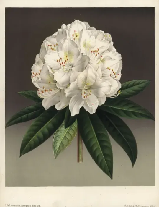 Framed Print : Large creamy white flowered rhododendron, Rhododendron Framed Print : Large creamy white flowered rhododendron, Rhododendron