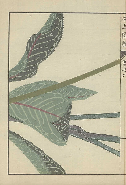Several large dark green leaves and three thick