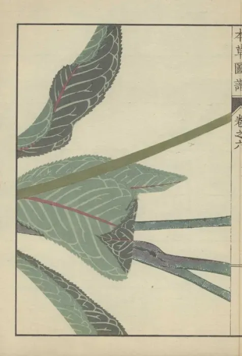 Framed Print : Several large dark green leaves and three thick Framed Print : Several large dark green leaves and three thick
