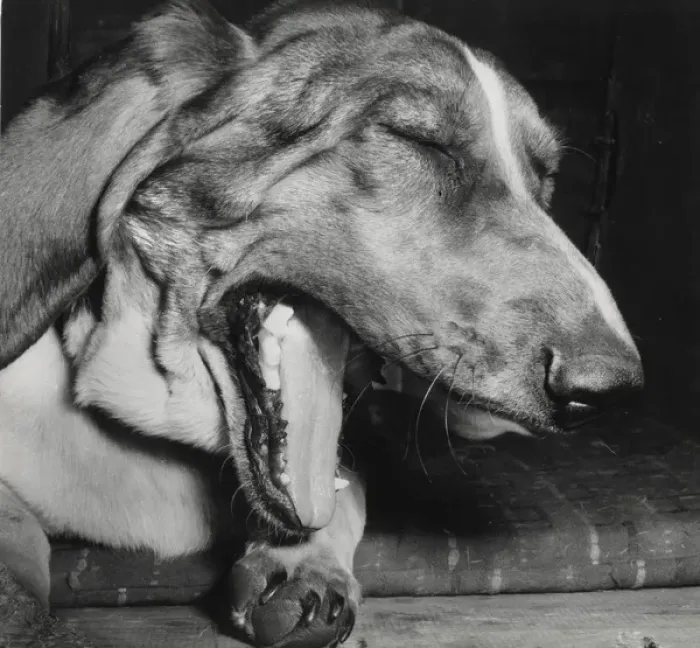 Framed Print : Large dog yawning Framed Print : Large dog yawning
