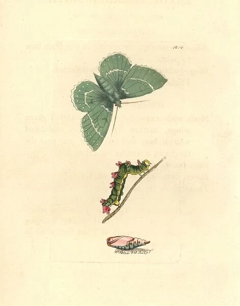 Large emerald moth, Geometra papilionaria