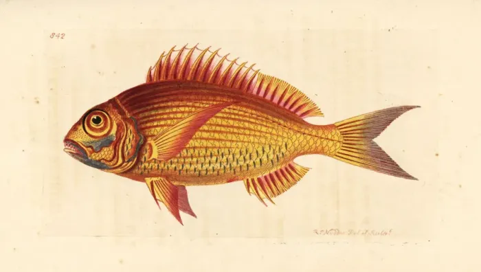 Framed Print : Large-eye dentex, Dentex macrophthalmus Framed Print : Large-eye dentex, Dentex macrophthalmus