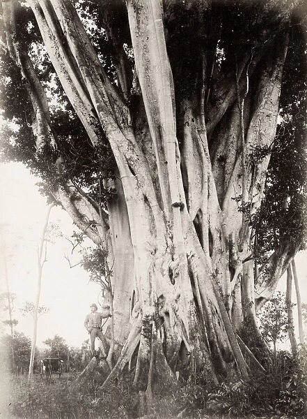 Large fig tree, Queensland, Australia