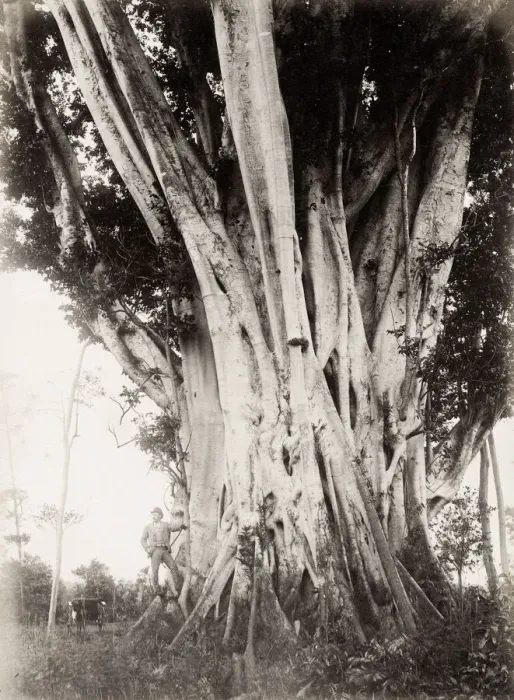Framed Print : Large fig tree, Queensland, Australia Framed Print : Large fig tree, Queensland, Australia