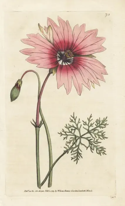 Framed Print : Large-flower d monsonia with pale pink Framed Print : Large-flower d monsonia with pale pink