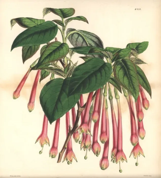 Framed Print : Large-flowered apetalous fuchsia, Fuchsia macrantha Framed Print : Large-flowered apetalous fuchsia, Fuchsia macrantha