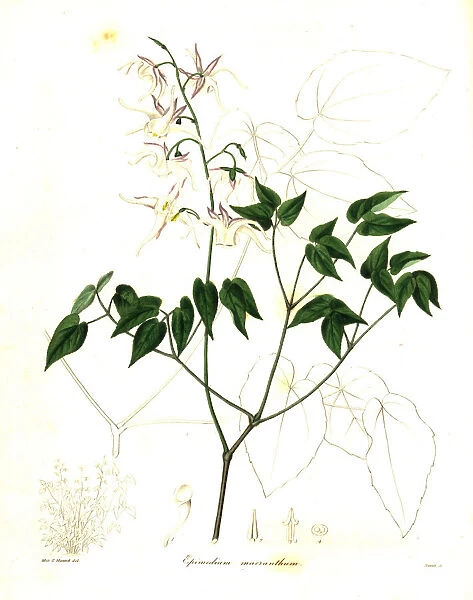 Large-flowered barrenwort, Epimedium grandiflorum