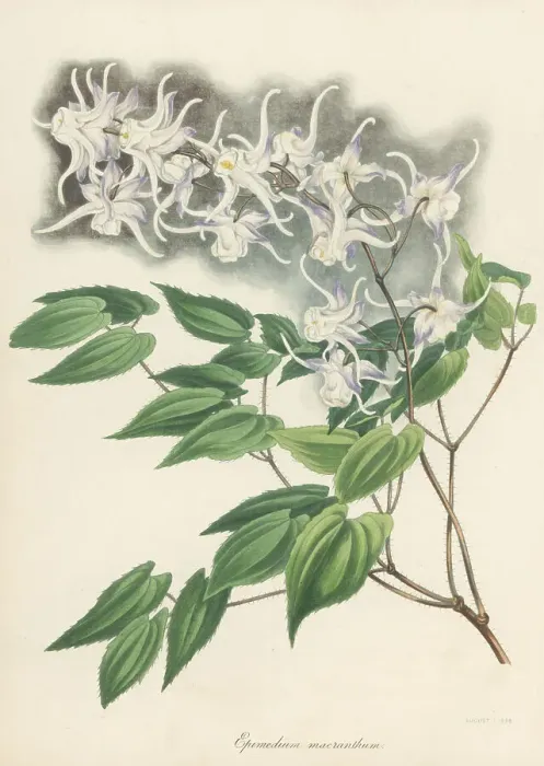 Framed Print : Large flowered barrenwort, Epimedium grandiflorum Framed Print : Large flowered barrenwort, Epimedium grandiflorum