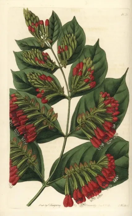 Framed Print : Large-flowered bushwillow, Combretum grandiflorum Framed Print : Large-flowered bushwillow, Combretum grandiflorum