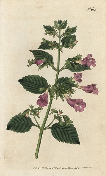 Large-flowered calamint, Clinopodium grandiflorum