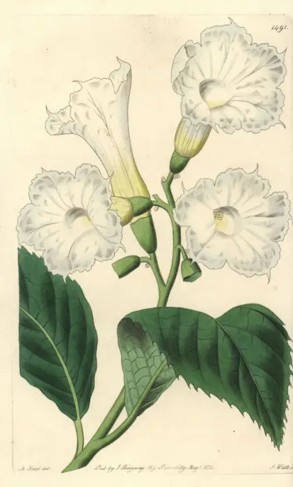 Framed Print : Large-flowered cordia, Cordia grandiflora Framed Print : Large-flowered cordia, Cordia grandiflora