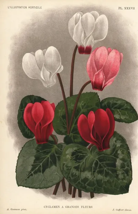 Framed Print : Large flowered cyclamen hybrid, Cyclamen purpurascens Framed Print : Large flowered cyclamen hybrid, Cyclamen purpurascens