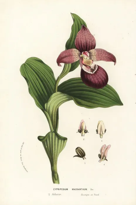 Framed Print : Large-flowered cypripedium orchid, Cypripedium macranthos Framed Print : Large-flowered cypripedium orchid, Cypripedium macranthos