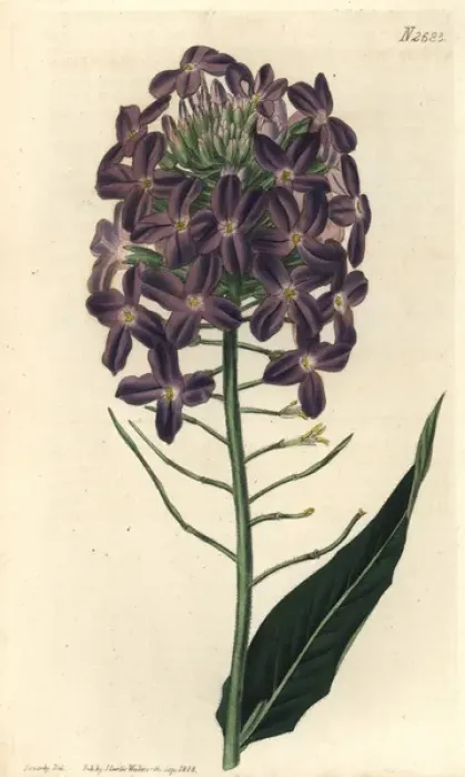 Framed Print : Large-flowered dames violet Hesperis grandiflora Framed Print : Large-flowered dames violet Hesperis grandiflora